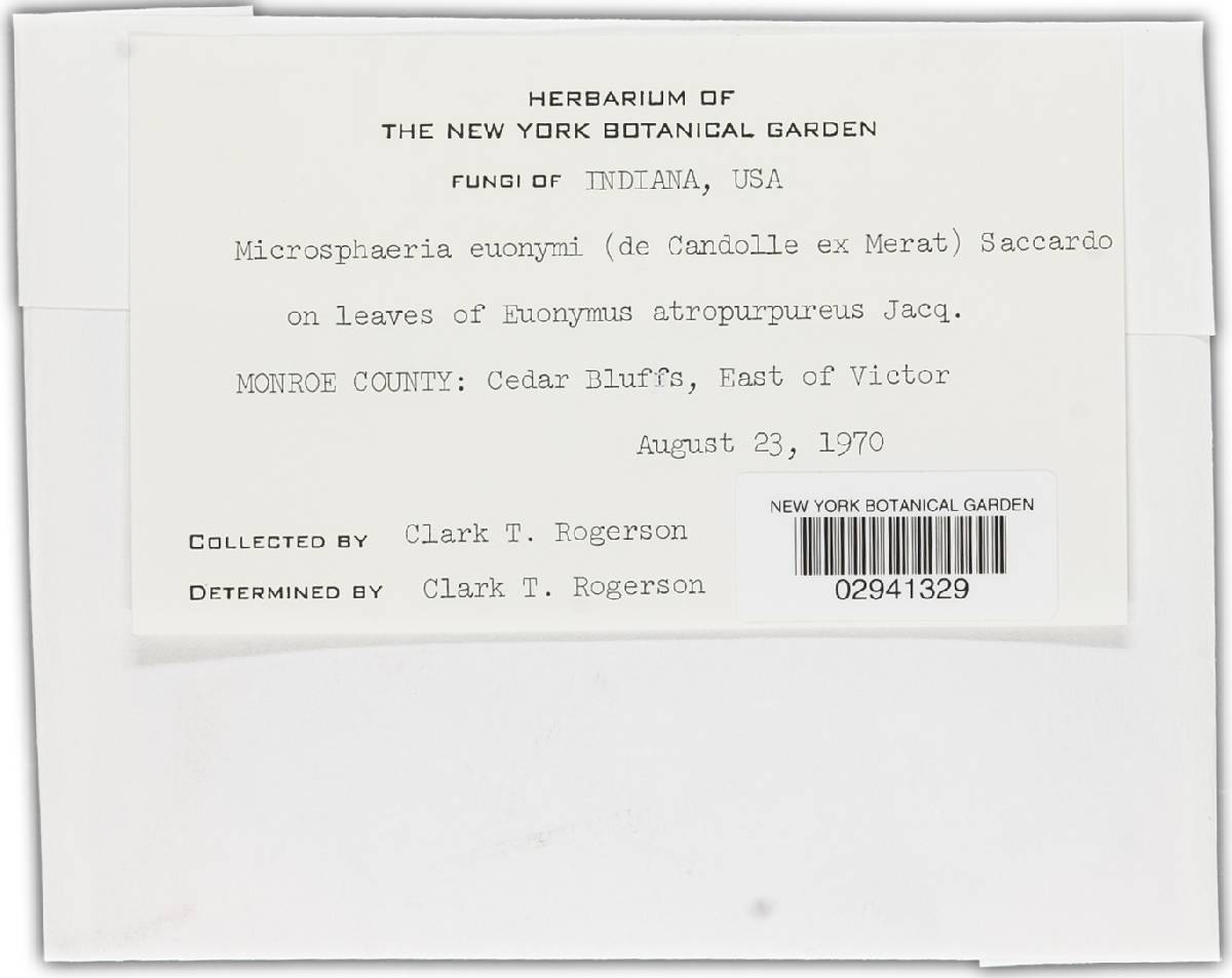 Microsphaera euonymi image