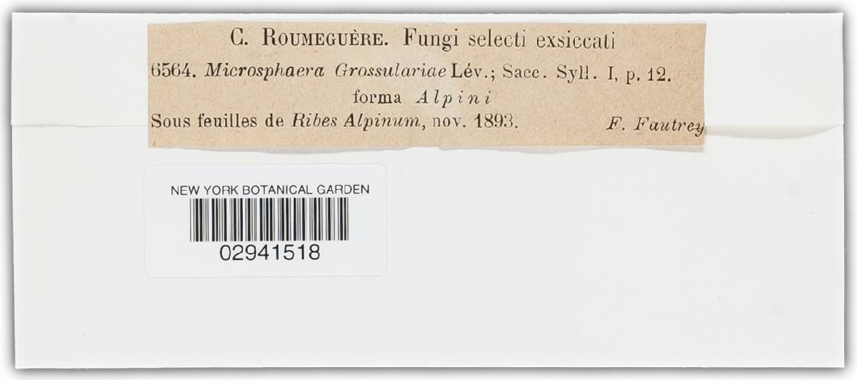 Microsphaera grossulariae image