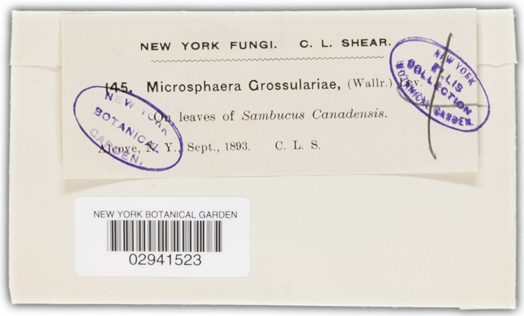 Microsphaera grossulariae image