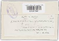 Microsphaera grossulariae image