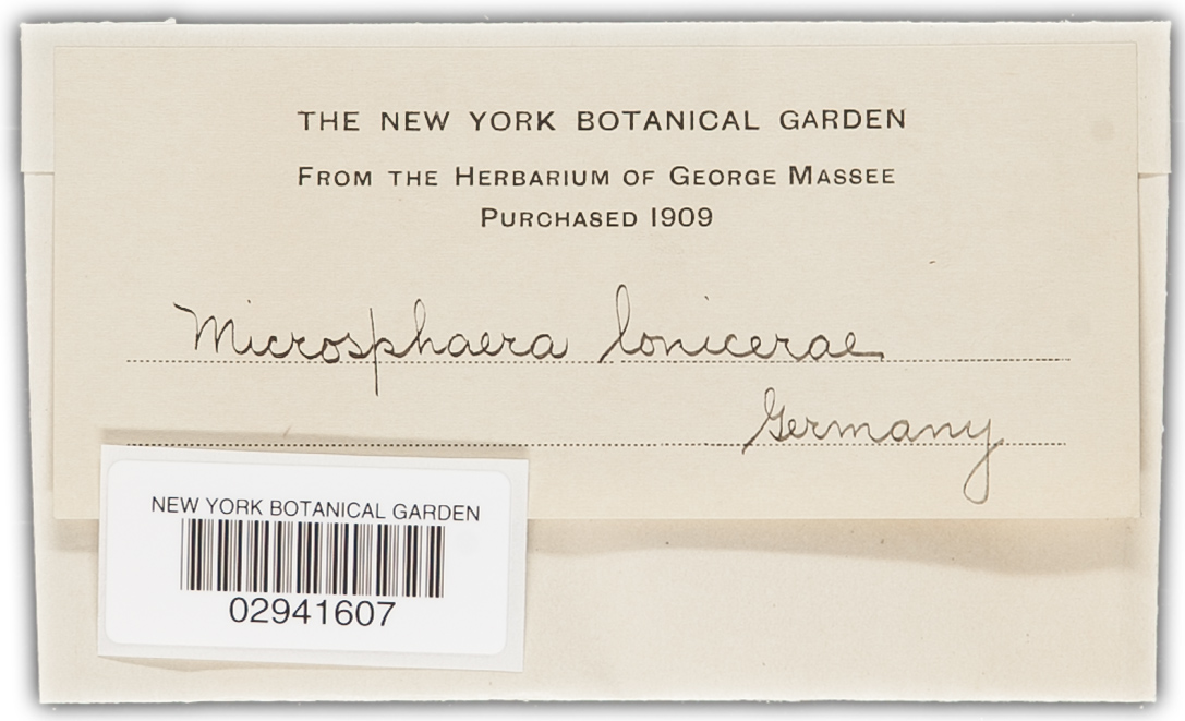 Microsphaera lonicerae image