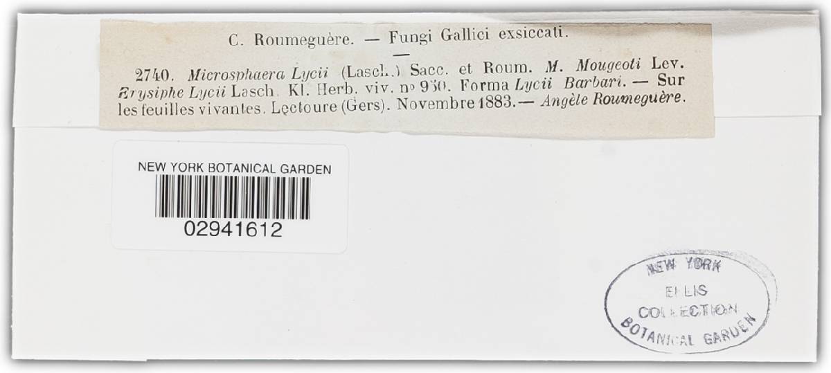 Erysiphe lycii image