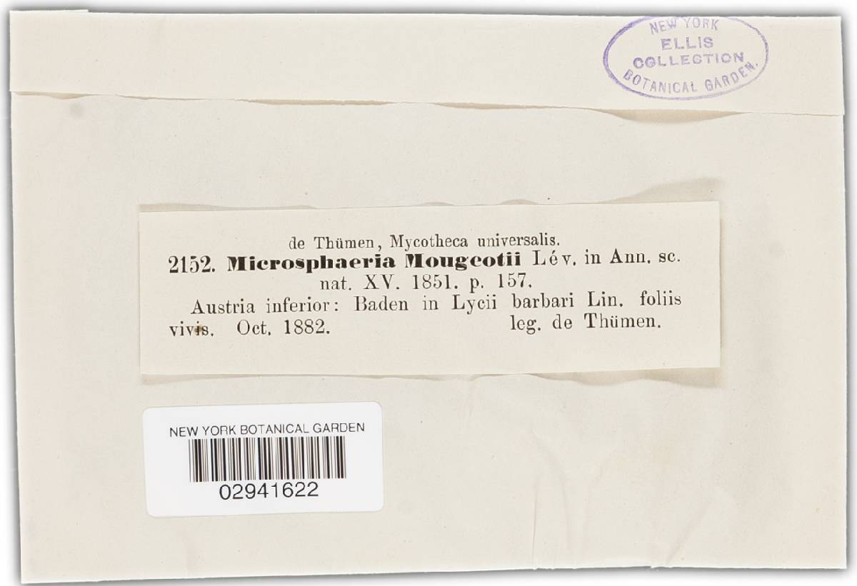 Arthrocladiella mougeotii image