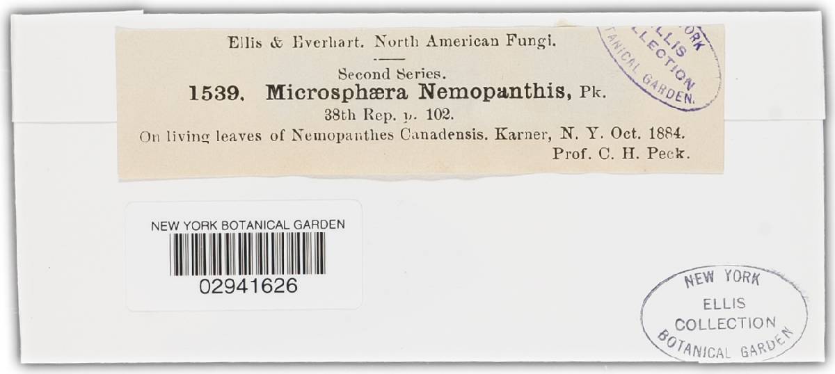 Microsphaera nemopanthis image