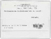 Erysiphe penicillata image
