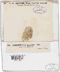 Erysiphe penicillata image