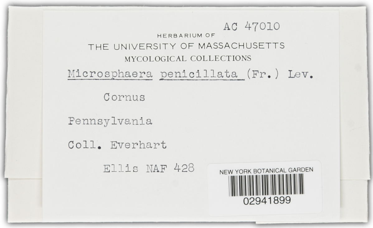 Microsphaera pulchra image