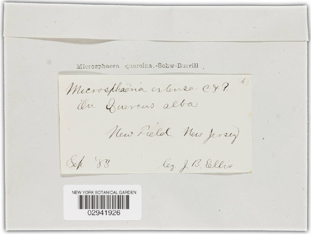 Microsphaera quercina image