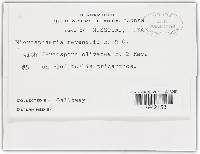 Microsphaera ravenelii image