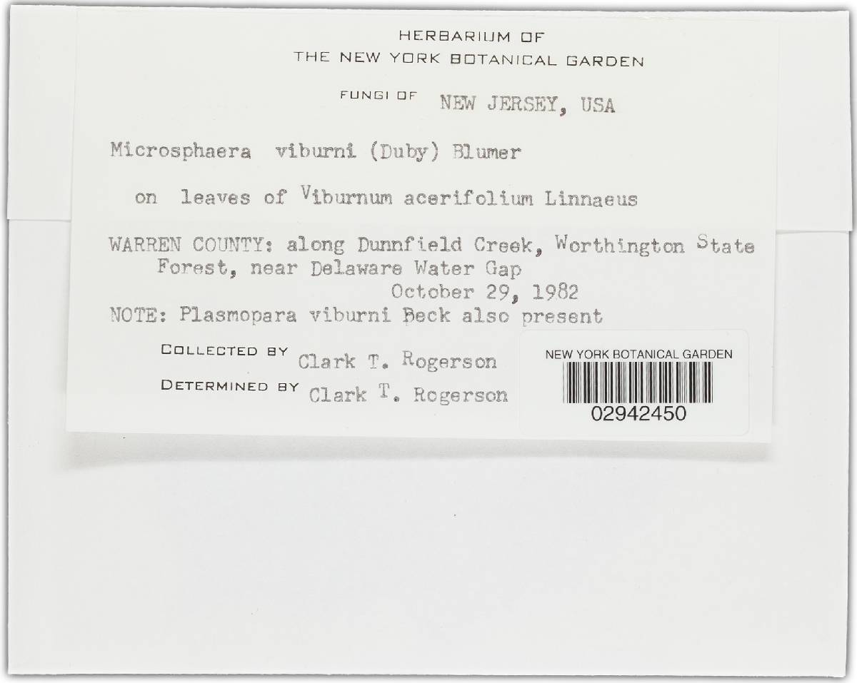 Microsphaera viburni image