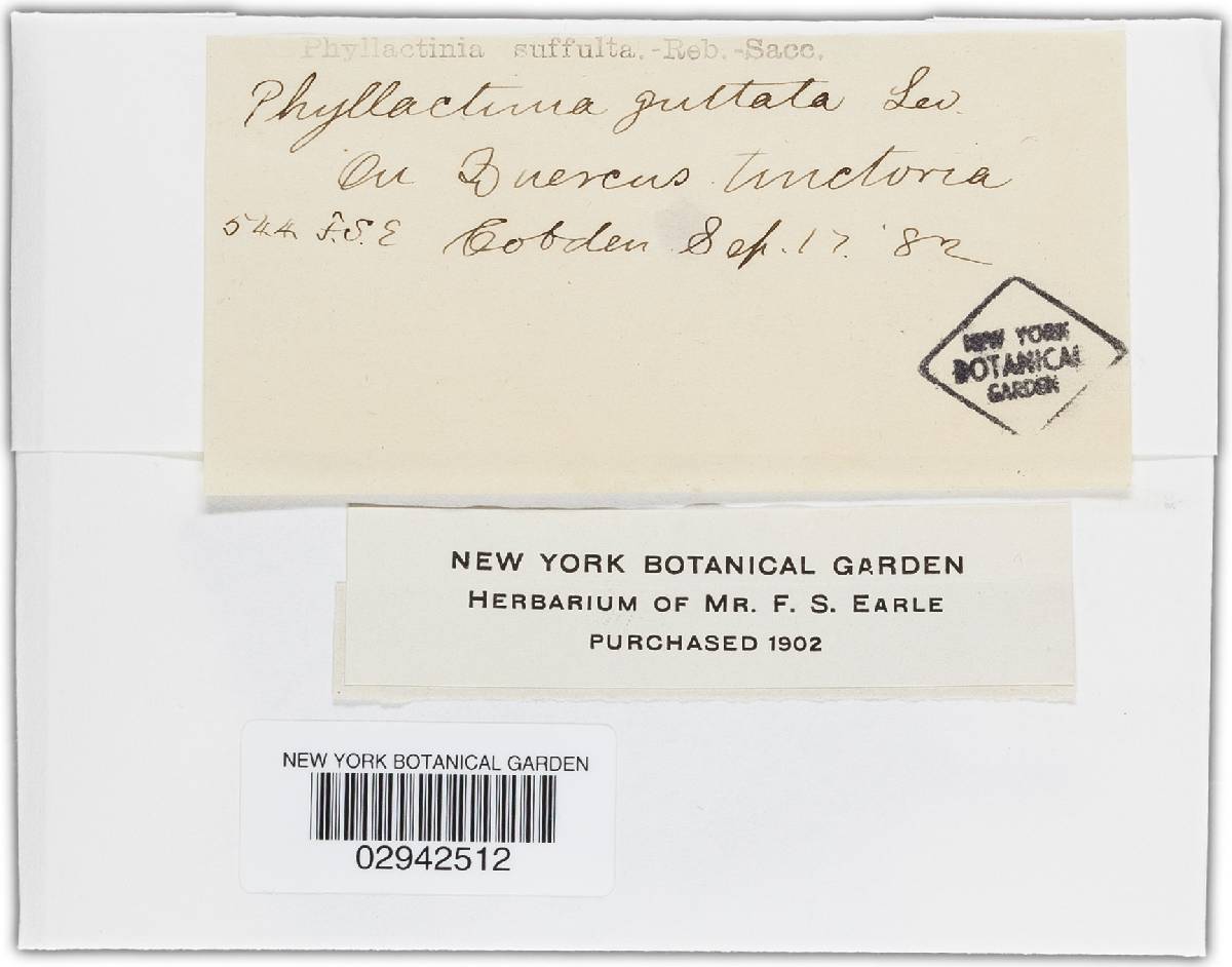 Phyllactinia angulata image