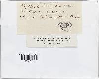 Phyllactinia angulata image