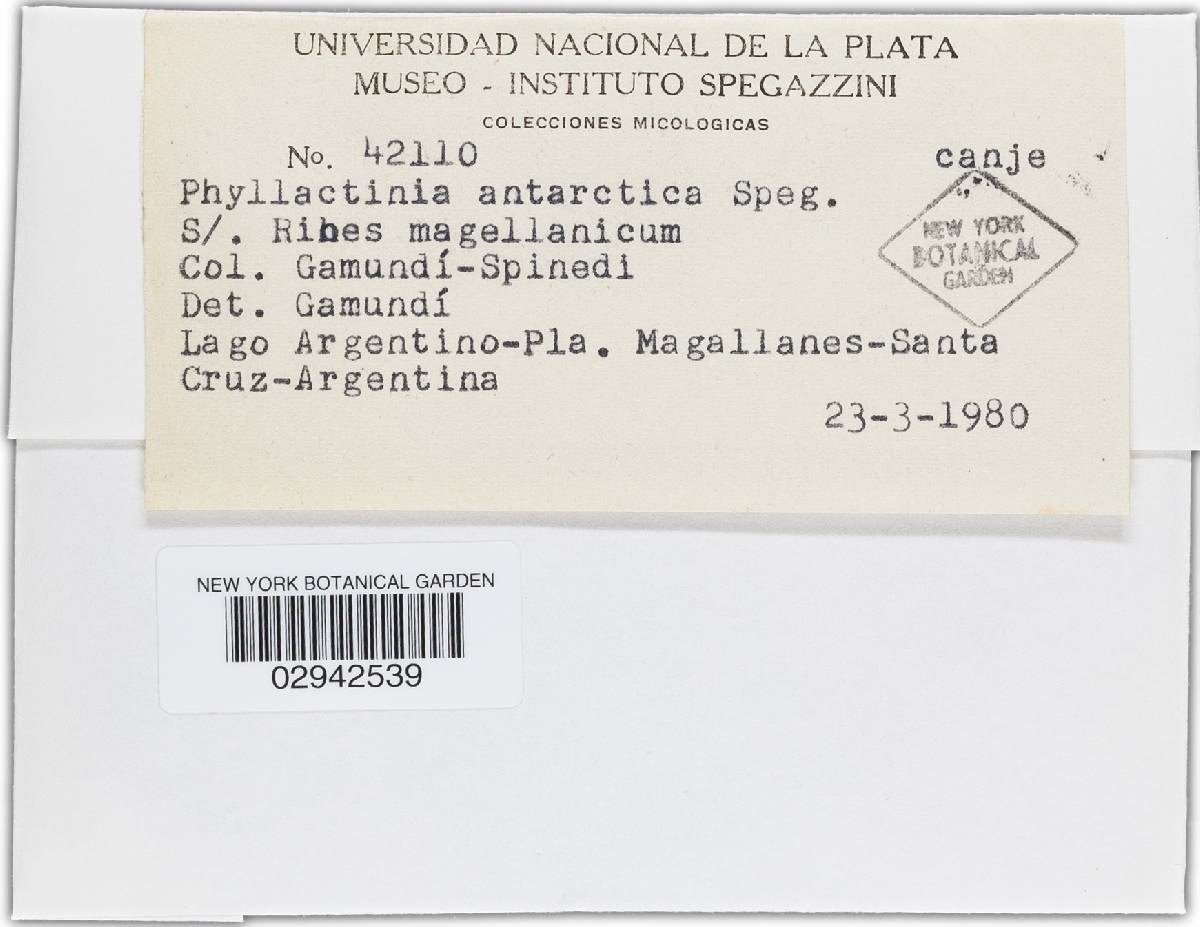 Phyllactinia antarctica image