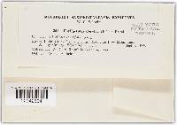 Phyllactinia guttata image