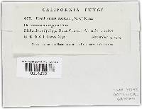 Phyllactinia guttata image