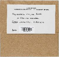 Phyllactinia guttata image