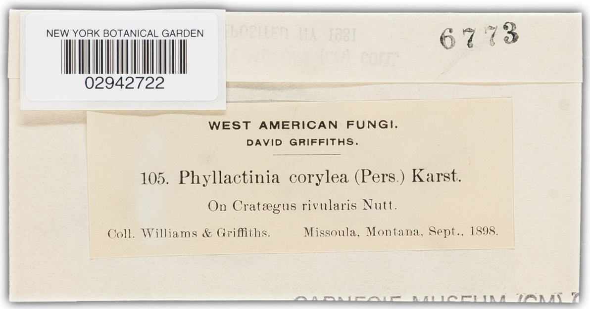 Phyllactinia image
