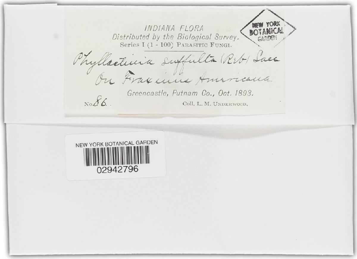 Phyllactinia fraxini image