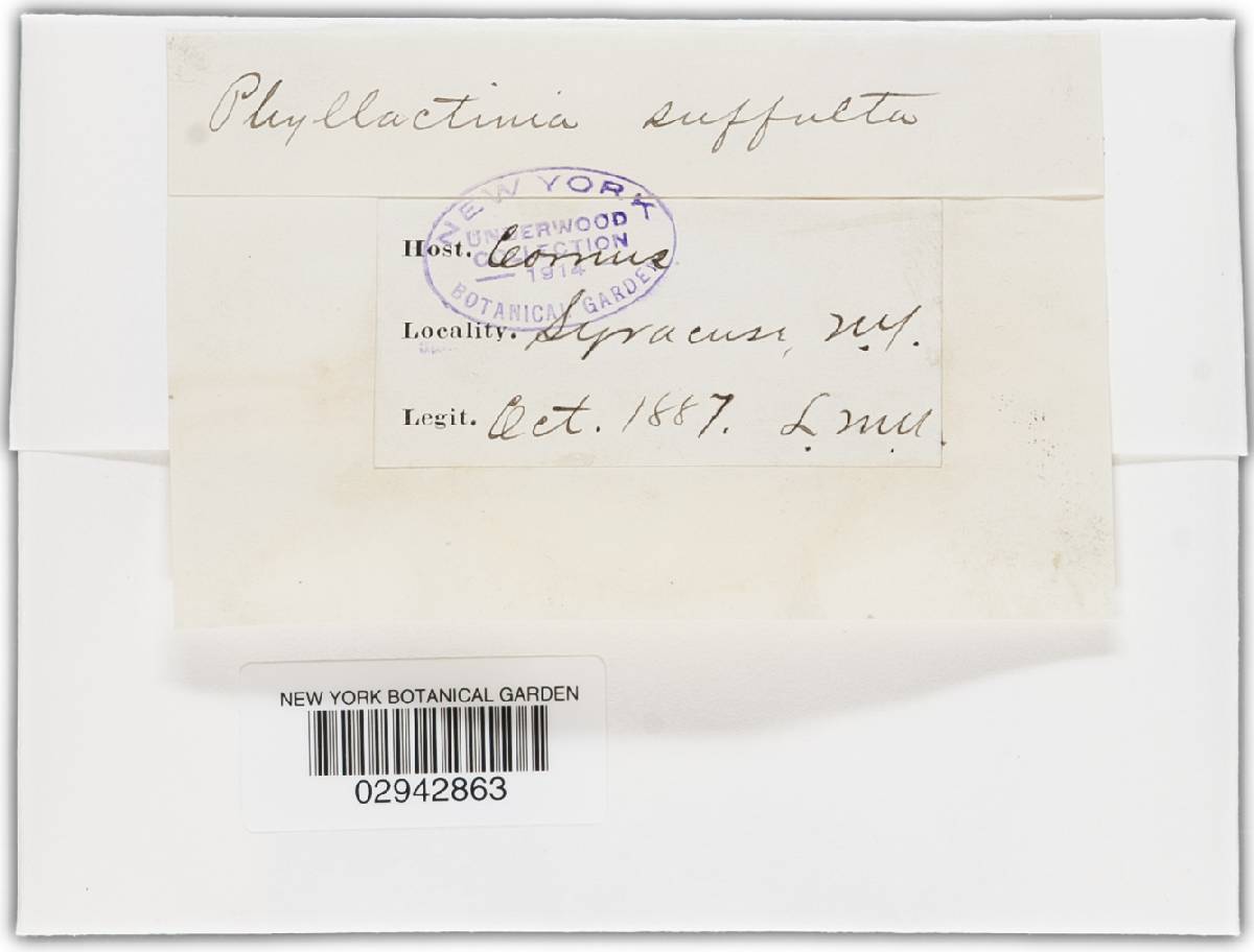 Phyllactinia guttata image
