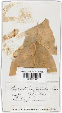Phyllactinia guttata image