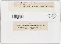 Phyllactinia guttata image