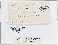 Phyllactinia guttata image