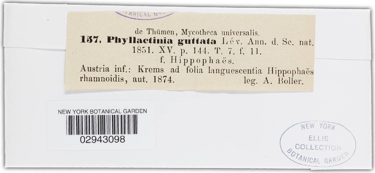 Phyllactinia hippophaës image