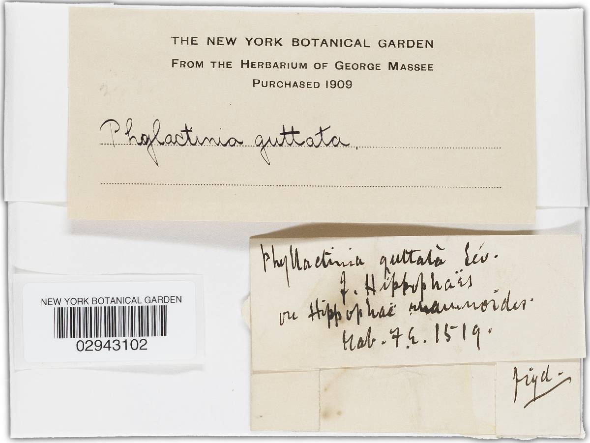 Phyllactinia hippophaës image