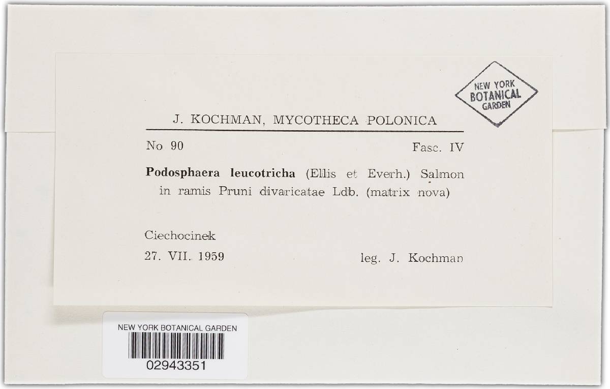 Podosphaera leucotricha image