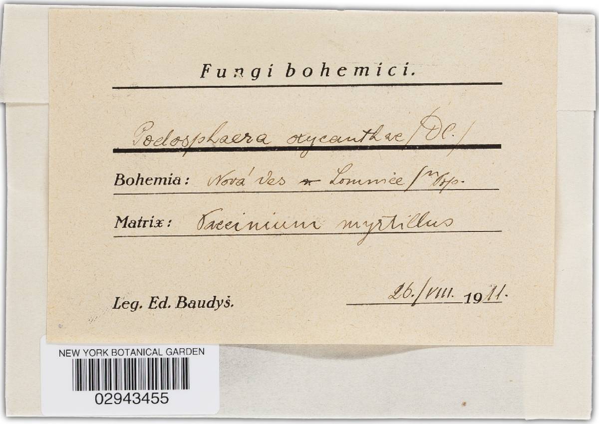 Podosphaera clandestina image