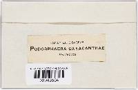 Podosphaera clandestina image