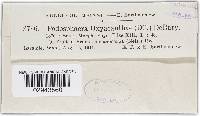 Podosphaera clandestina var. clandestina image