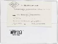 Podosphaera clandestina var. clandestina image