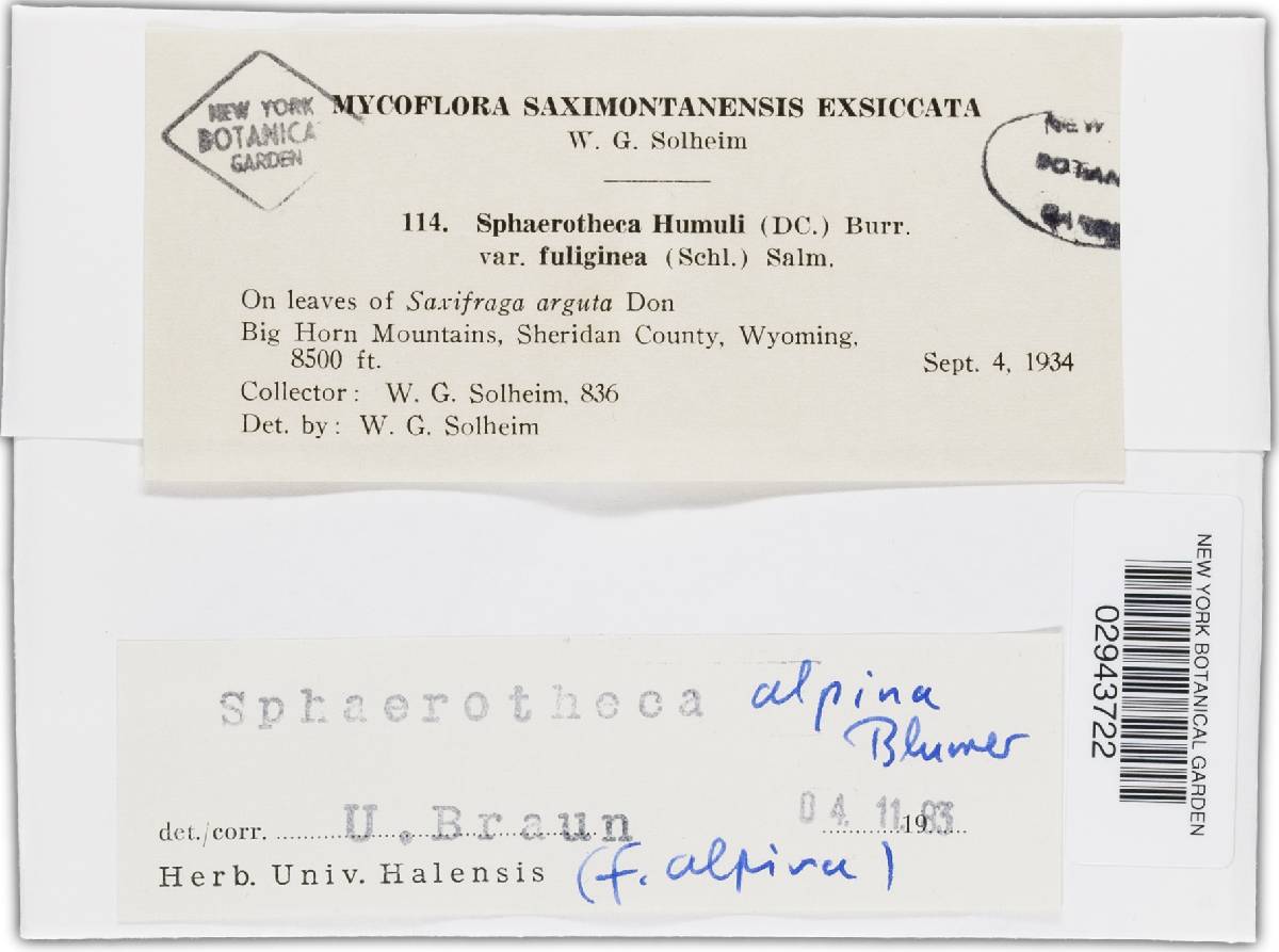 Sphaerotheca alpina image