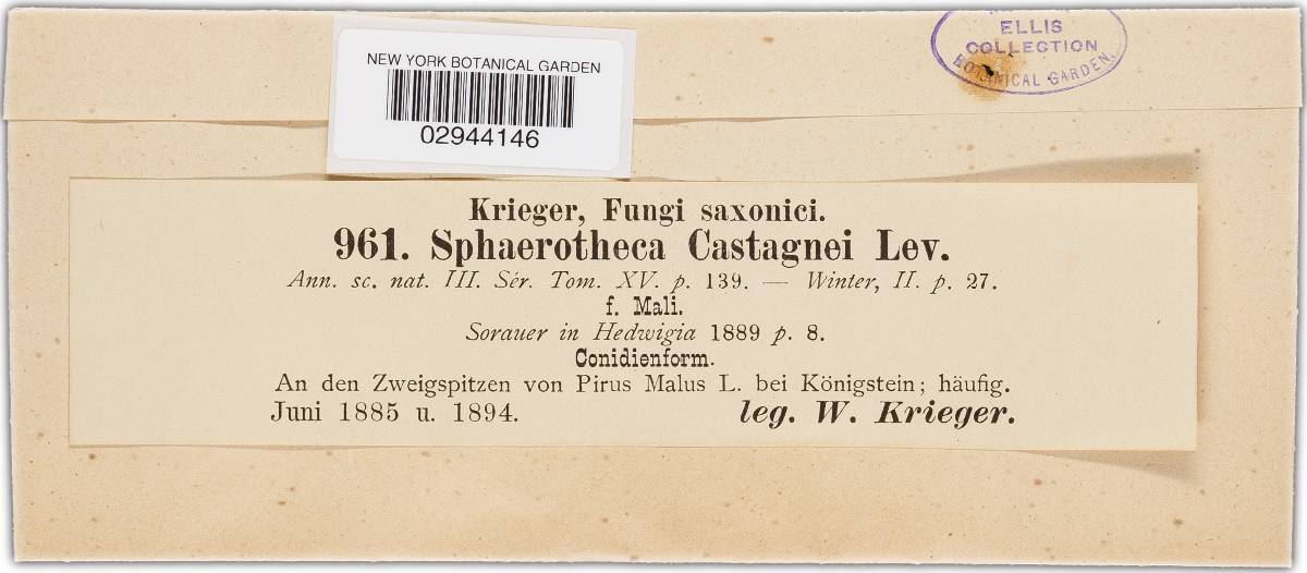 Sphaerotheca castagnei image