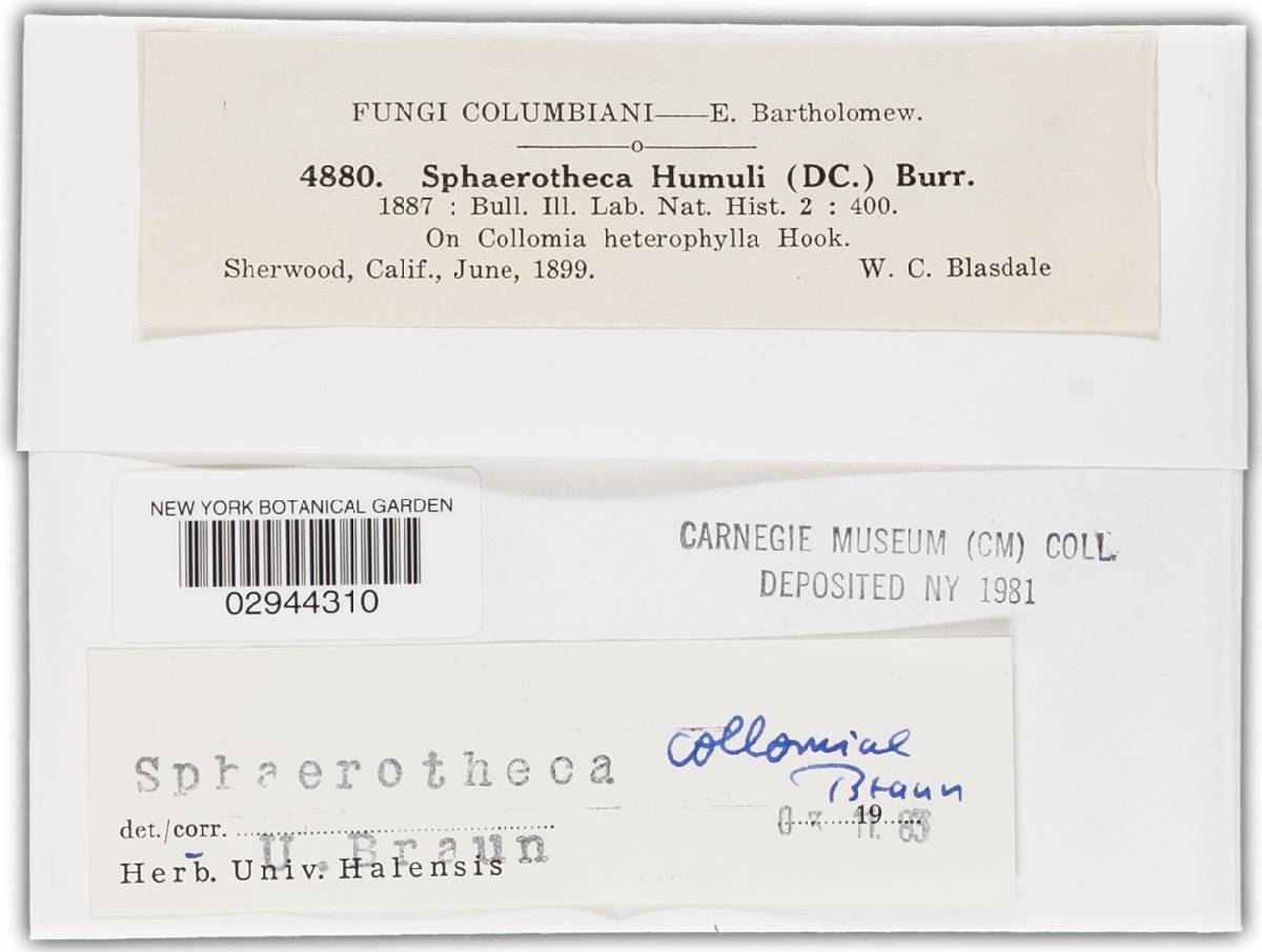 Sphaerotheca collomiae image