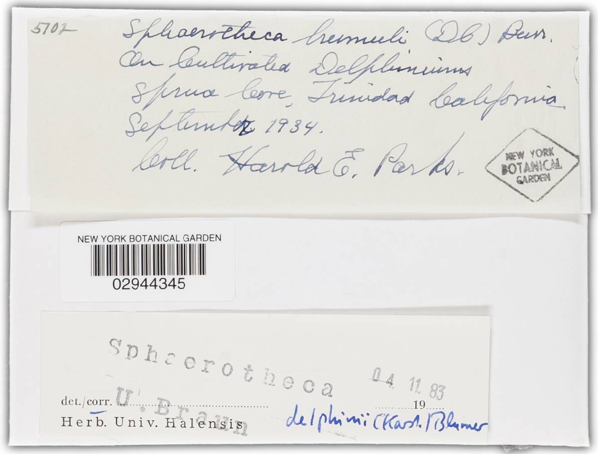 Sphaerotheca delphinii image
