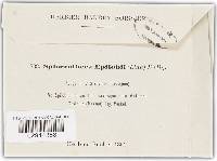 Sphaerotheca epilobii image