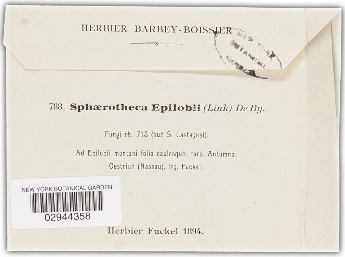 Sphaerotheca epilobii image