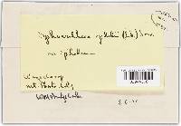 Sphaerotheca epilobii image