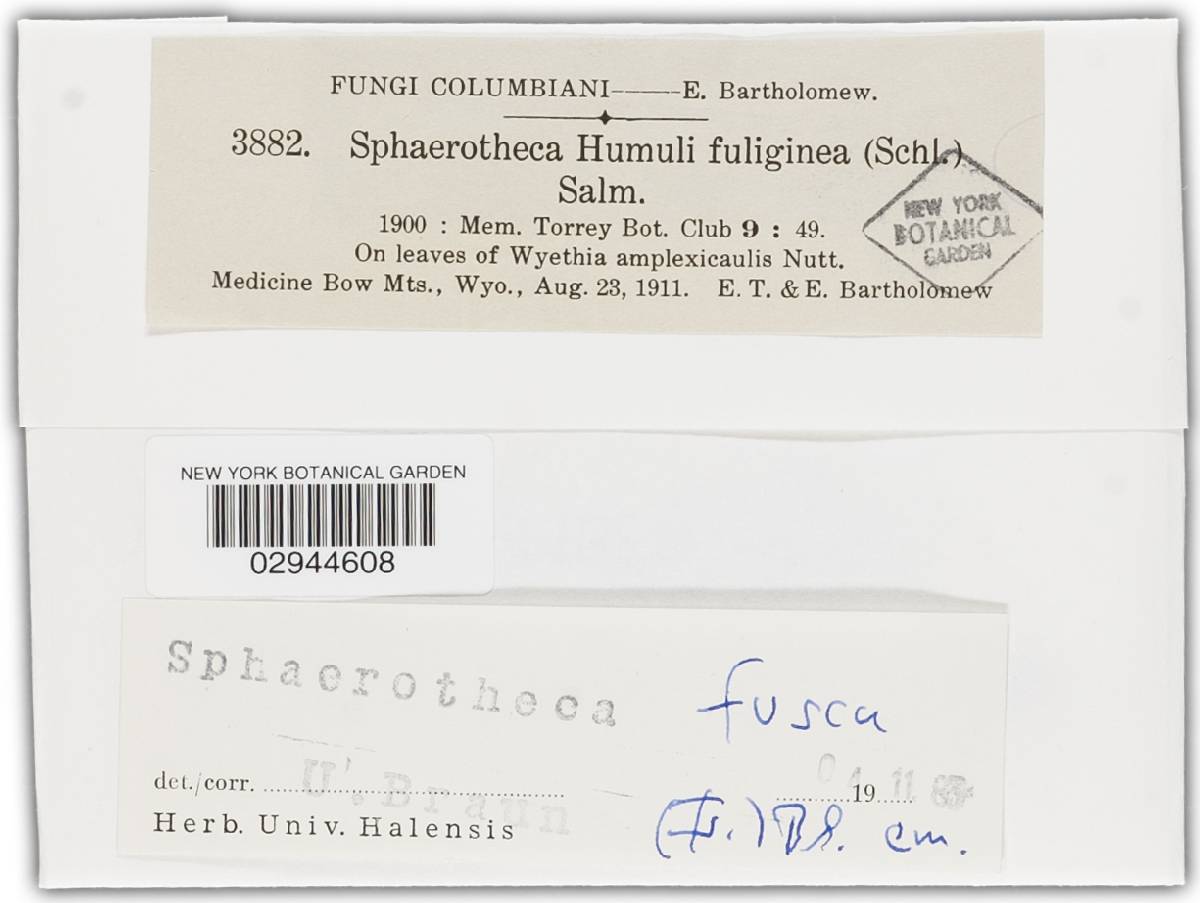 Podosphaera fusca image