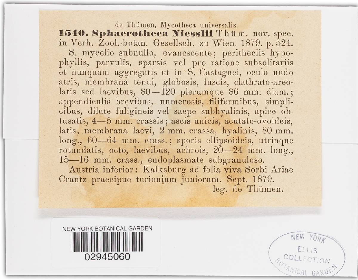 Sphaerotheca niesslii image
