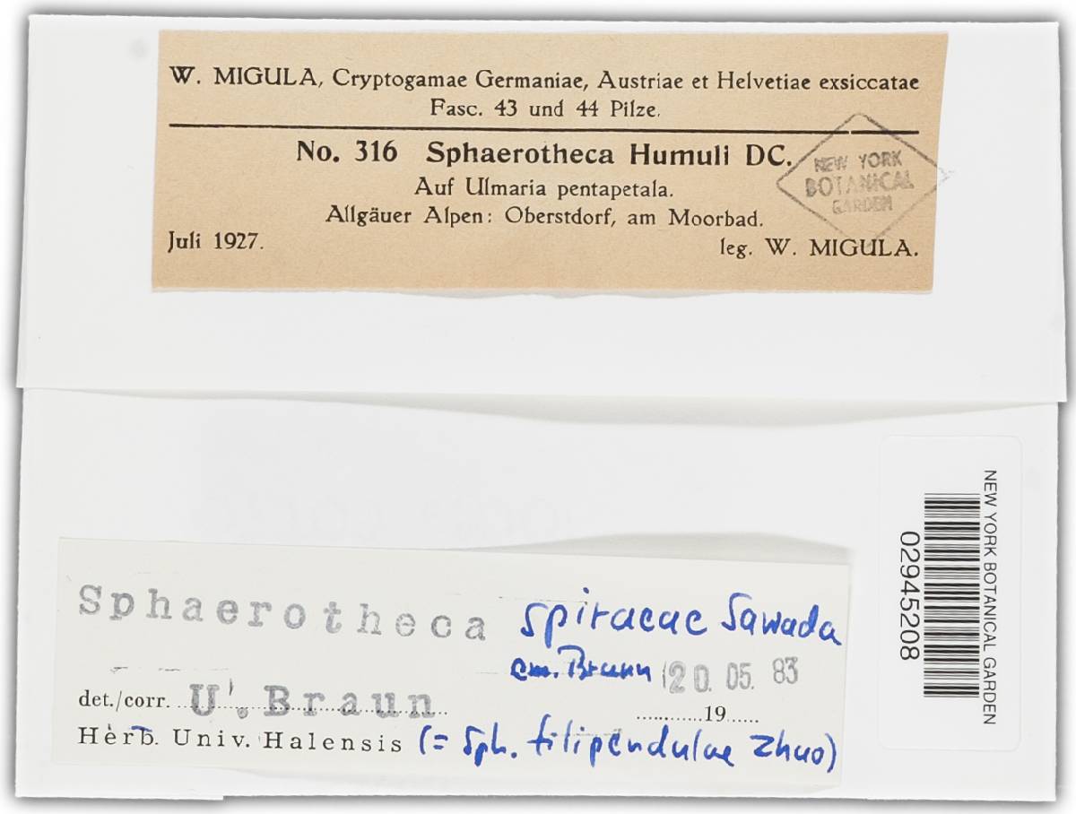 Sphaerotheca spiraeae image