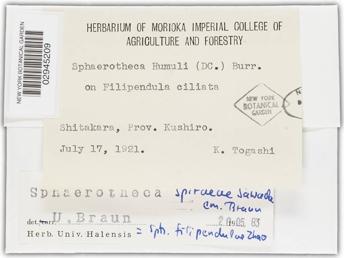 Sphaerotheca spiraeae image