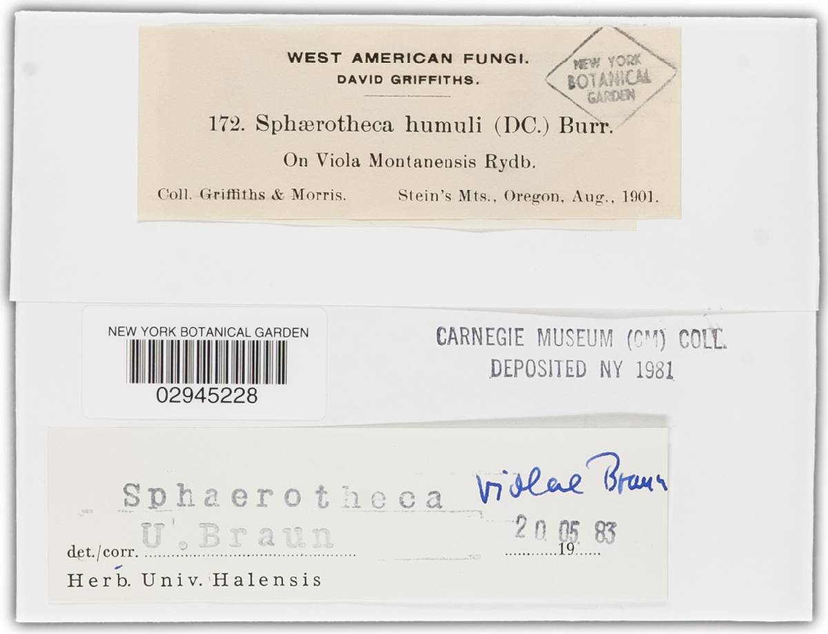 Sphaerotheca violae image