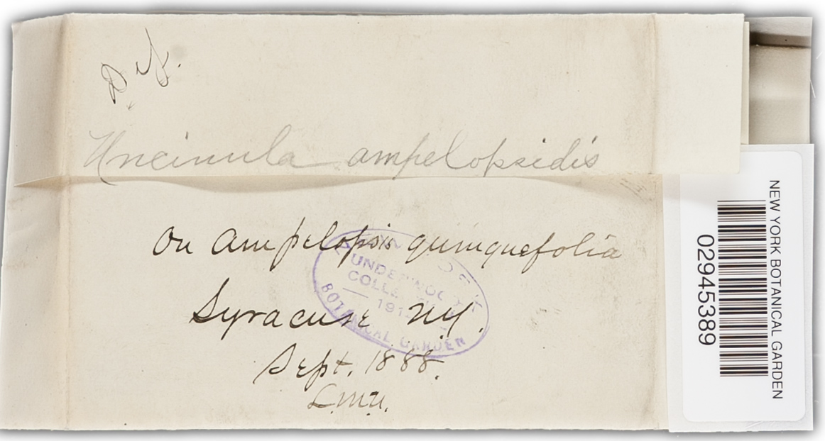 Uncinula ampelopsidis image