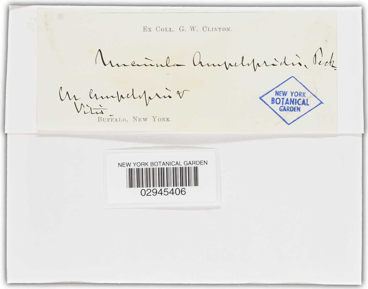 Uncinula ampelopsidis image