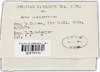 Uncinula circinata image