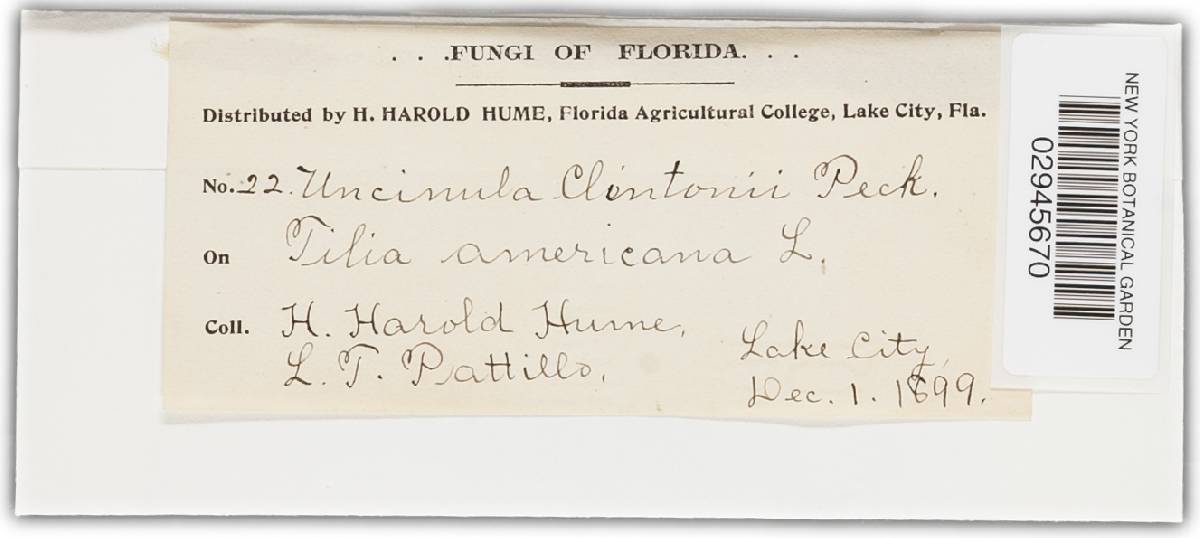 Uncinula clintonii image
