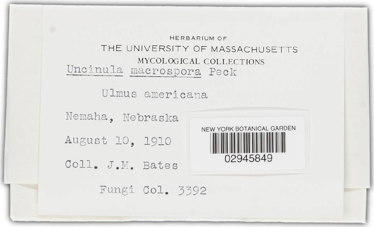Uncinula macrospora image